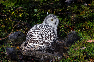 Snowy owl in the stream. Latin name - Bubo scandiacus	