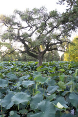 La Plata y el Mar de la Plata.