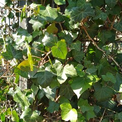 Feuille de lierre sur un grillage