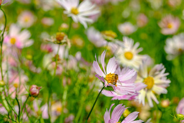蜜を求めるミツバチとコスモスの花畑