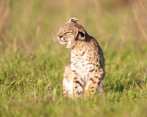 Bobcat (Lynx rufus) shaking after waking up from a nap - Point Reyes National Seashore, California, North America 