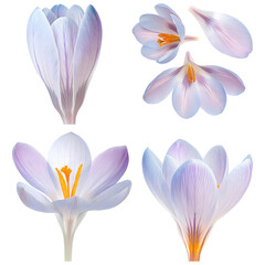Fototapeta premium Set of spring Crocus flowers, blossom, delicate blooming flower bud, full depth of field, isolated on transparent background, clip art, decor, cutout png, closeup.