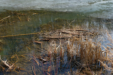 Wildlife habitat. Animal Engineering. Beavers shape their environment. Forest pond frozen water. 