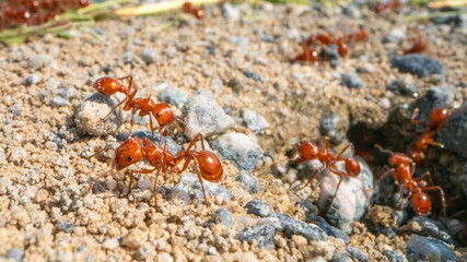 Harvester ants leaving their nest.