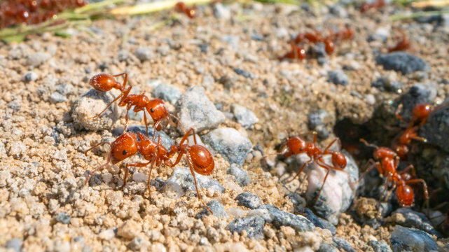 Harvester ants leaving their nest.