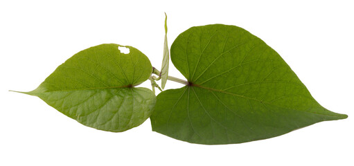 sweet potato leaves isolated on white background
