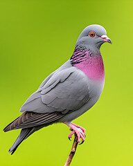 Fototapeta premium Close-up of a pigeon with vibrant pink plumage