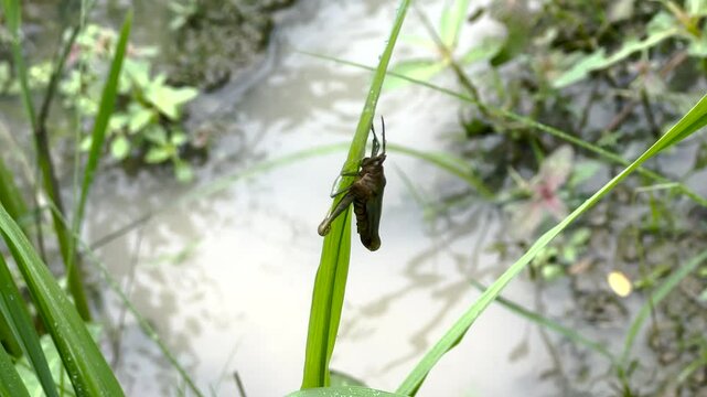 green cricket on the grass