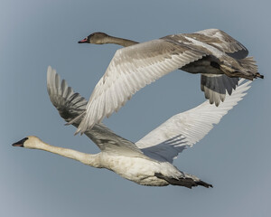 Obraz premium Trumpeter Swans Flying Together