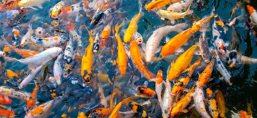 There are many colorful Japanese carp fish swimming in the water. Fish farm. The pond is teeming...