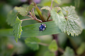 Small black and white insect macro