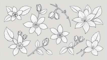 Fototapeta premium Minimalist line art of Jasmine flowers, buds, and foliage in a detailed vector set. Ornate botanical elements in black outline on a white background, ideal for floral patterns, greeting cards, and adu