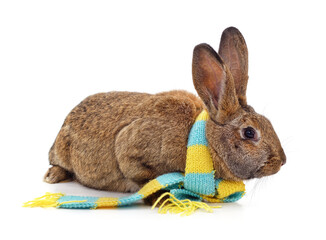 One rabbit in a scarf.