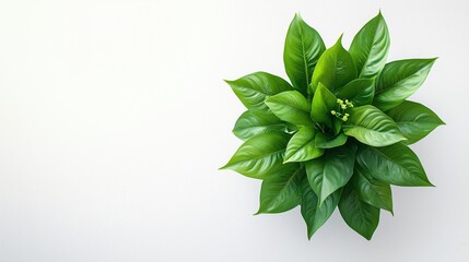 Lush Green Plant on White Background