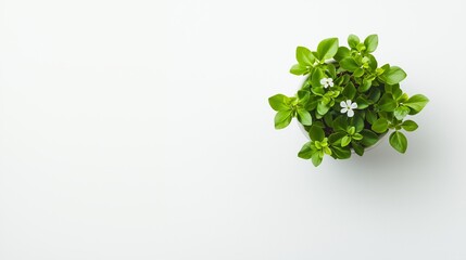Minimalist Potted Green Plant with White Flowers on White Background