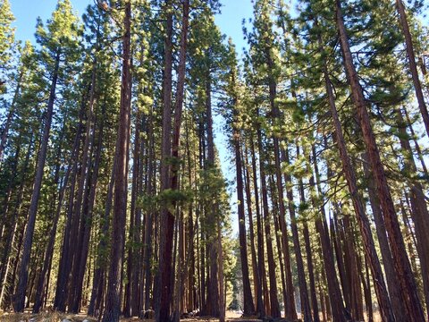 Tall pine trees in Van Sickle Bi-State Park, Lake Tahoe, California, USA