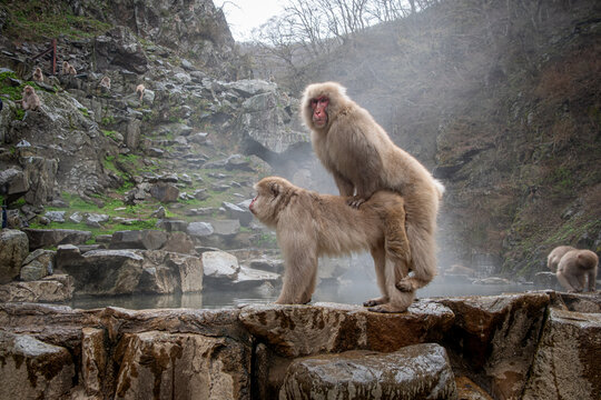 Two snow monkeys standing by a hot spring mating, Nagano, Chubu, Japan
