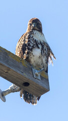Red-tailed Hawk perched on an electrical pole. Palo Alto Baylands, Santa Clara County, California, USA.