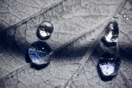 Close-up macro shot of water drops on a leaf