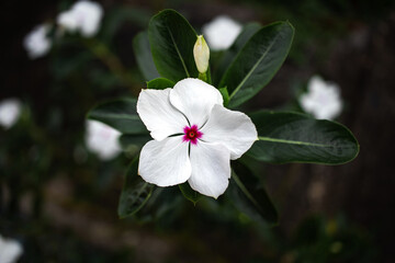 White flower with green background