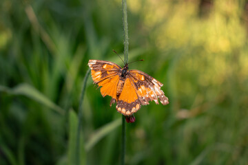 Old orange butterfly