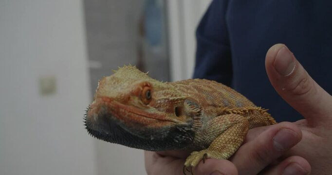 A veterinarian carefully examines a docile agama lizard at a veterinary clinic during a routine checkup. The veterinarian gently holds the agama lizard in his arms while performing the checkup.