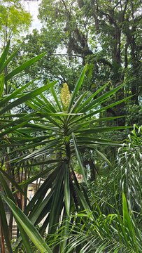handfl&auml;che, baum, natur, tropisch, wald, pflanze, dschungel, blatt, landschaft, sommer, baum, himmel, garden, blatt, gras, regenwald, palme, park, kokos, flora, pflanze, ausserhalb, laub, farn, exotis