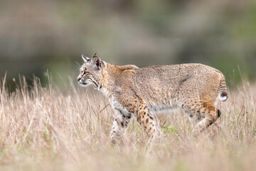 Bobcat (Lynx rufus) or wildcat, Point Reyes National Seashore, California, North America
