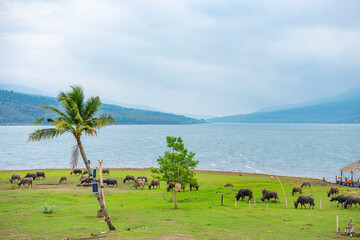 Buffalo eating grass with beautiful place