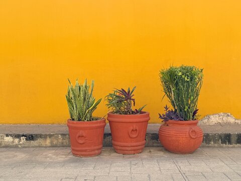 Close-up of three cacti in plant pots on the pavement in front of a yellow wall, Valladolid, Yucatan, Mexico