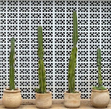 Close-up of four cacti in ceramic plant pots in front of a wall made with perforated patterned bricks, Merida, Yucatan, Mexico