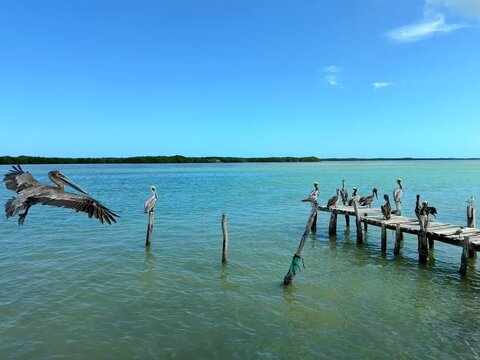 Brown pelican (Pelecanus occidentalis) flying towards a pod of pelicans on a wooden jetty in the Ria Lagartos lagoon, Rio Lagartos, Yucatan, Mexico