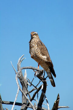 Pale Chanting Goshawk (Melierax canorus) perched on a tree branch, Etosha National Park, Namibia