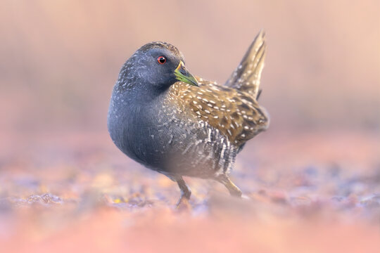 Close-up of a wild Australian spotted crake (Porzana porzana) wading in a marsh lagoon, Australia
