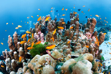 School of orange Lyretail Anthias or sea goldie swimming over pillar coral. Underwater landscape of Andaman sea at Similan Islands National Park, a popular scuba dive site in Thailand.