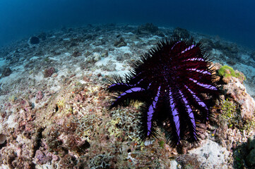 Crown of thorns starfish on hard coral reef at Racha Island, a popular dive site in Phuket, Thailand. Underwater marine life behavior