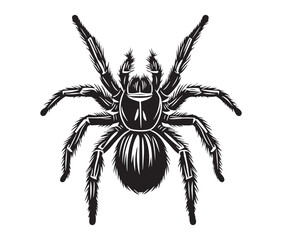 Obraz premium Tarantula isolated on white background. Hand-drawn arachnid design for tattoos. Tarantula illustration