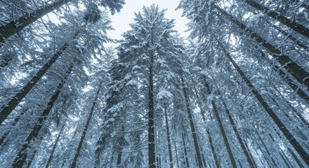 Obraz premium Snow Covered Pine Trees in Winter Forest Canopy View