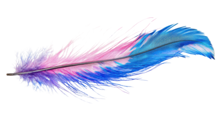 A feather with blue pink and purple colours isolated on white background