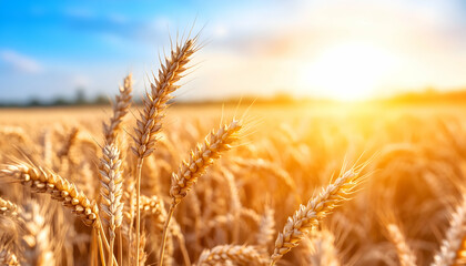 Fototapeta premium Golden wheat stalks bathed in sunset light a field of ripe grain ready for harvest