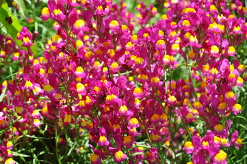Garden Wildflowers in Pink & Yellow