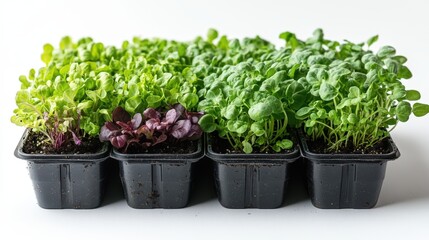 Vibrant salad greens in hydroponic growing tray on a bright background