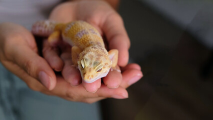 A woman holds a leopard gecko close to her chest, gently petting it. This image emphasizes the bond between humans and exotic pets, showcasing care and connection.