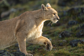 Puma family, male, female and cub living in Chilean Patagonia.