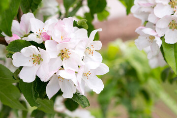 Apple tree branch in spring flowers. Blooming apple tree.