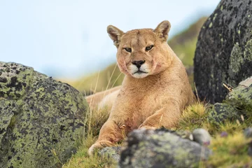 Fotobehang Poema Puma family, male, female and cub living in Chilean Patagonia.  © Risto