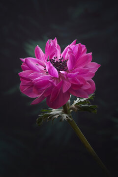 Pink Anemone Coronaria 