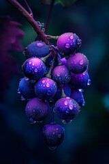Wet Grapes: Freshly rained on grapes hanging from vine in natural light