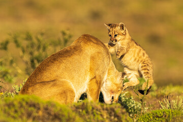 Puma family, male, female and cub living in Chilean Patagonia.