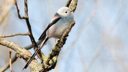 great tit parus major